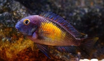 Tropheus moorii Kasakalawe4